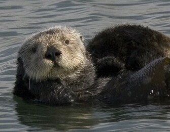 Sea Otter Pictures Wallpaper Of