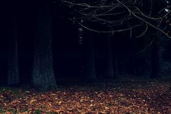Dark Woods Wallpaper By Designerfied
