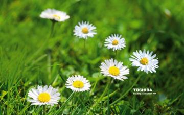 Toshiba Satellite P500 Wallpaper Teahub Io