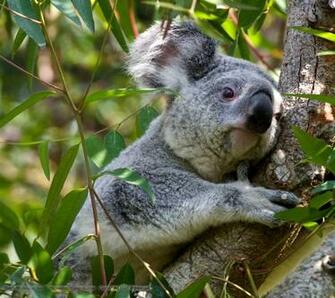 Koala Bear Wallpaper Click Picture For High Resolution HD