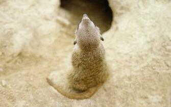Back Gopher Burrow Stock Photos Image HD Wallpaper