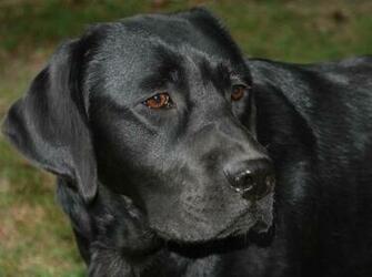Labrador Retriever Razas Perros Mascotas