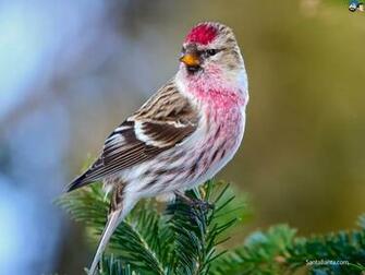 Full HD Wide Nature Wallpaper Image I Beautiful Photos