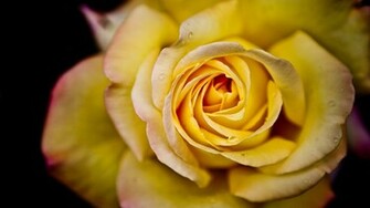Yellow Rose Wallpaper