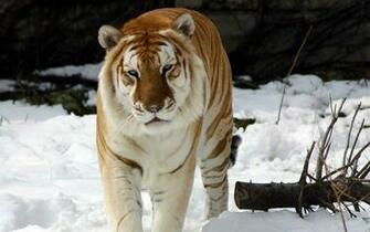 Strange Snow Tiger Wallpaper HD