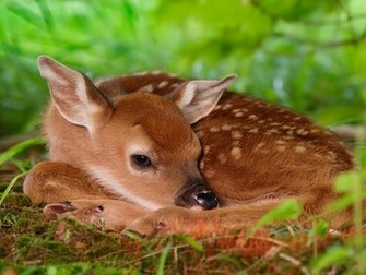 Red Deer Calf Desktop Wallpaper