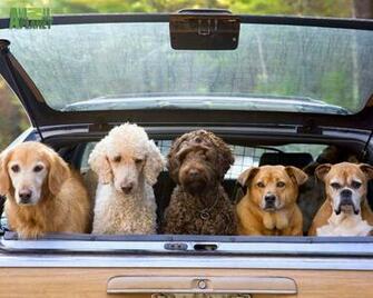 Dogs Wallpaper Jpg