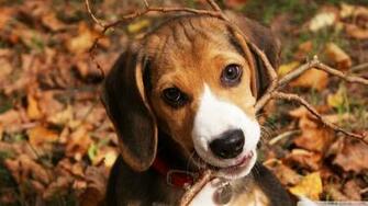 Cute Beagle Puppy 4k HD Desktop Wallpaper For Ultra Tv