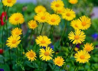 Flowers Nature Wallpaper Pictures To Pin