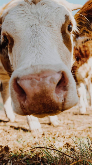 Cow iPhone Wallpaper