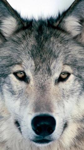 Cool Wolf Wallpaper For Phones Phone HD