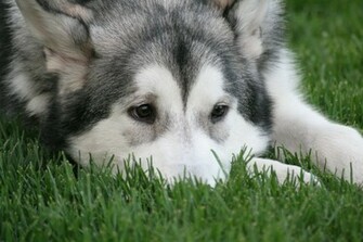 The Alaskan Malamute Is Sad Lying On Grass Wallpaper And Image
