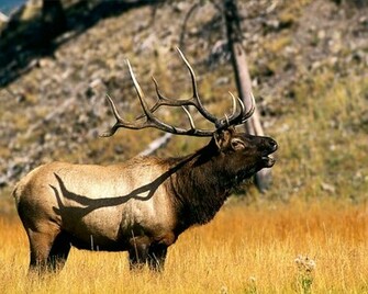 Elk Wallpaper
