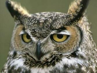 Owl Screensaver Screensavers Great Horned