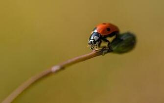 Ladybug Computer Wallpaper Desktop Background Id