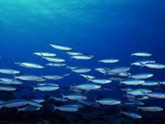 Wallpaper Underwater Scenes Beaches Rivers Oceans Ography Desktop