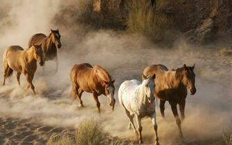 The Cat Running Horses Wallpaper For Desktop Background