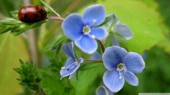 Full HD Wallpaper All Image Are Copyrighted By Their