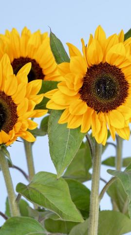 Wallpaper Sunflowers 5k 4k Flowers Sky Nature