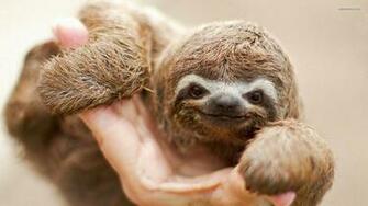 Sloth Wallpaper