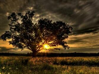 Oak Wallpaper