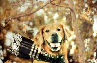 HD Golden Retriever Dog Wallpaper HDwallsource