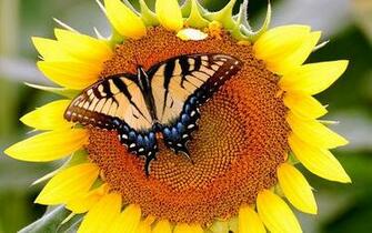 iPad Sunflower And Butterfly Screensaver For Kindle3 Dx
