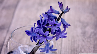 Hyacinth Wallpaper For Mobile HD