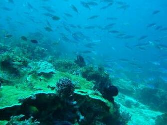 Coral Reefs Wallpaper