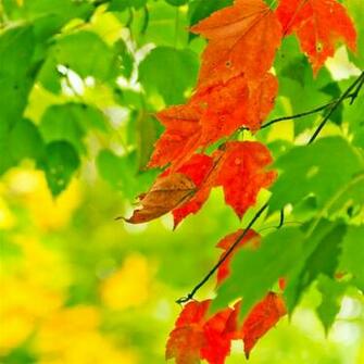 Autumn Bloom iPad Air Wallpaper iPhone