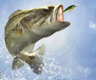Bass Fishing Wallpaper Background