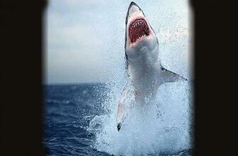 Angry Sharks HD Live Wallpaper Screenshot