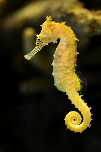 Animals Yellow Seahorses Horses Wallpaper