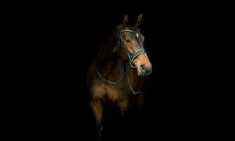 Horse Dark Animals Photo Background HD Wallpaper Jpg
