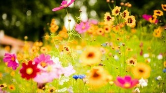 Wallpaper Best HD Background