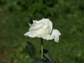 White Roses Background Image