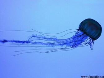 Jellyfish Wallpaper Underwater Jellyfishes