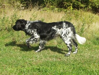 HD Wallpaper Hunting Dogs X Kb Jpeg