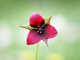 Cool Flower Background Wallpaper Desktop