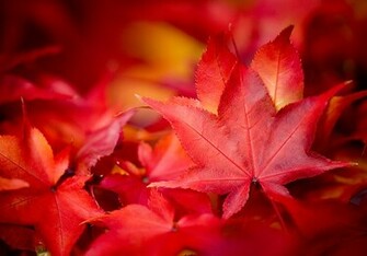 Autumn Leaves Background