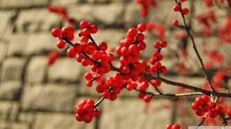 Red Berries Wallpaper