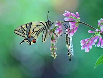 Moth Flora Borboleta Moths And Butterflies Insect Papilio