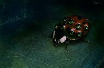 Fantasy Insects Bug Macro Ladybirds