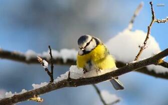 Tit Wallpaper Live Image Pc Guoguiyan