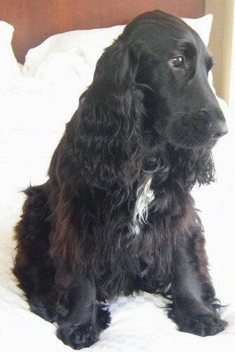 Cocker Spaniels Dog Breed Image Sasha Chico