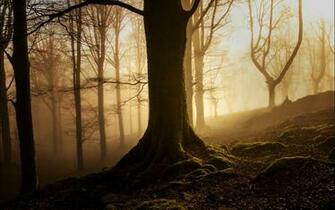 Nature Landscape Trees Wood Forest Mist Leaves Fall Branch