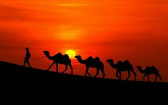 Camel Wallpaper X Net