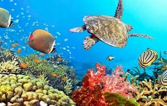 Wallpaper Tropical Coral Reef Underwater Ocean Fishes