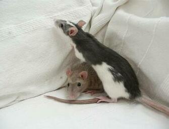 Rats Wallpaper