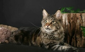 Maine Coon Cat Poses With A Stump Wallpaper And Image